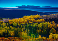 Aspens in Fall. Near Mono Lake