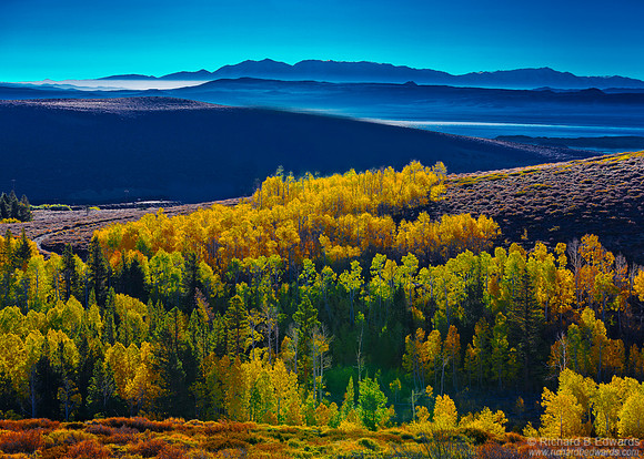 Aspens in Fall. Near Mono Lake
