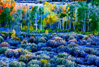 Fall in the Eastern Sierras