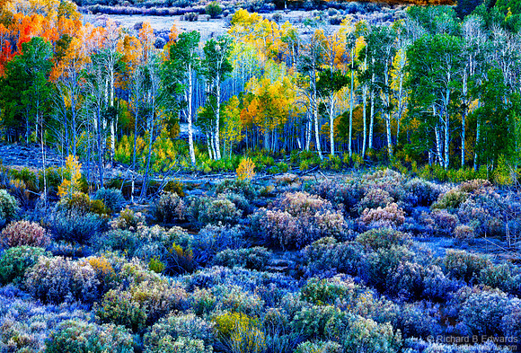 Fall in the Eastern Sierras