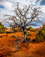 Dead Tree, Arches National Park, Utah