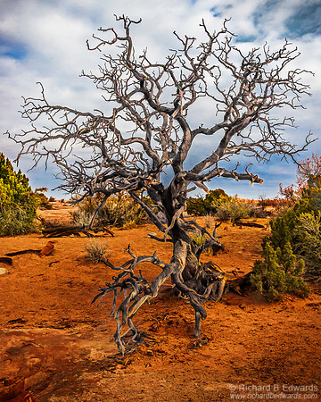 Dead Tree, Arches National Park, Utah