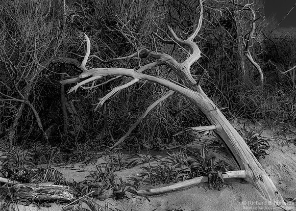 Driftwood #2 - Delaware Bay near Cape May