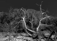 Driftwood #1 - Delaware Bay near Cape May