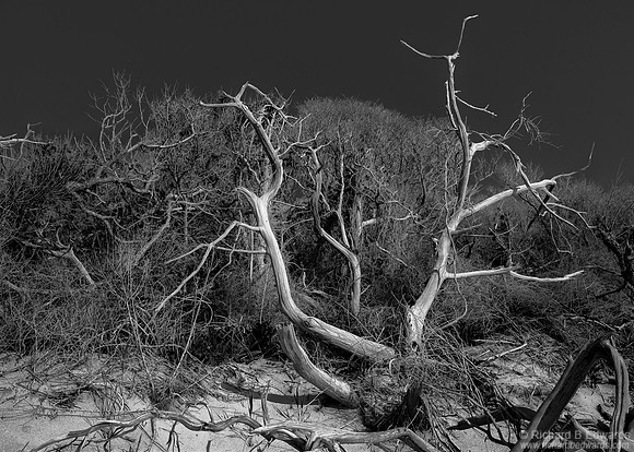 Driftwood #1 - Delaware Bay near Cape May