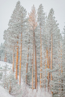 Frosted Forrest #2