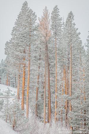 Frosted Forrest #2