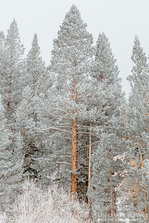 Frosted Forrest #1