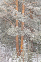 Frosted Forrest #3