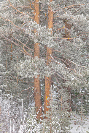 Frosted Forrest #3