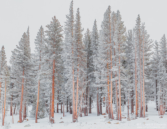 Frosted Forrest #4