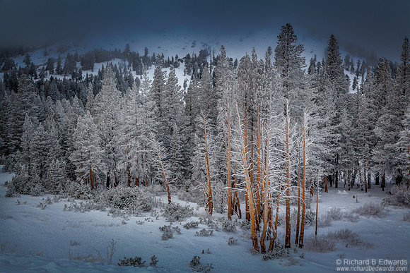 Frosted Forrest #6