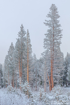 Frosted Forrest #5