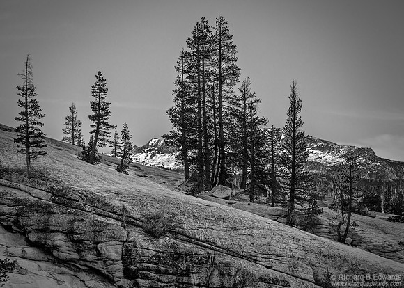 Pines in Granite-Tuolumne Meadows