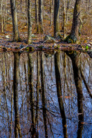 Pond Reflections in the Woods