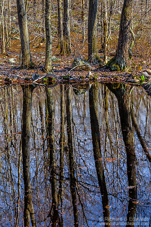 Pond Reflections in the Woods