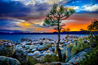 Baby Pine--Tahoe East Shore