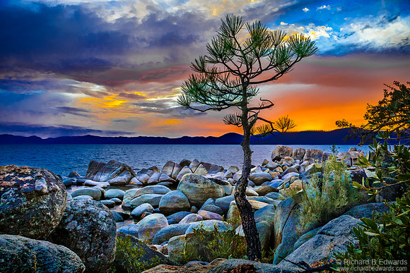 Baby Pine--Tahoe East Shore