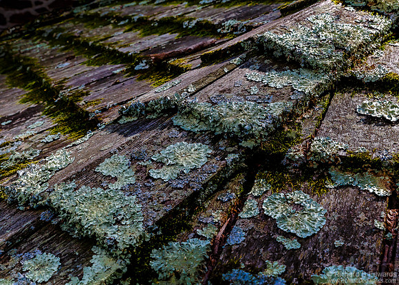Roof-Washington's Crossing