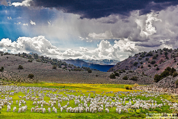 Sheep and Mountains Near Bodie