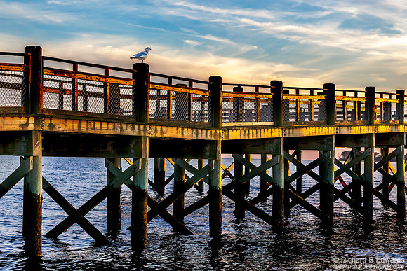 Gull on Pier, Setting Sun