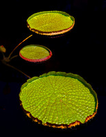 Pond at Longwood Gardens