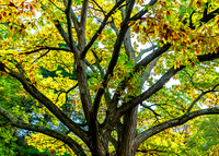 Tree at Pendle Hill