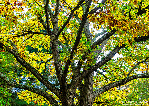Tree at Pendle Hill